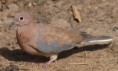 /album/photogallery/laughing-dove-laming-gambia-jpg/